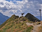 57 Il Passo della Selletta (2372 m) presidiato da due stambecchi